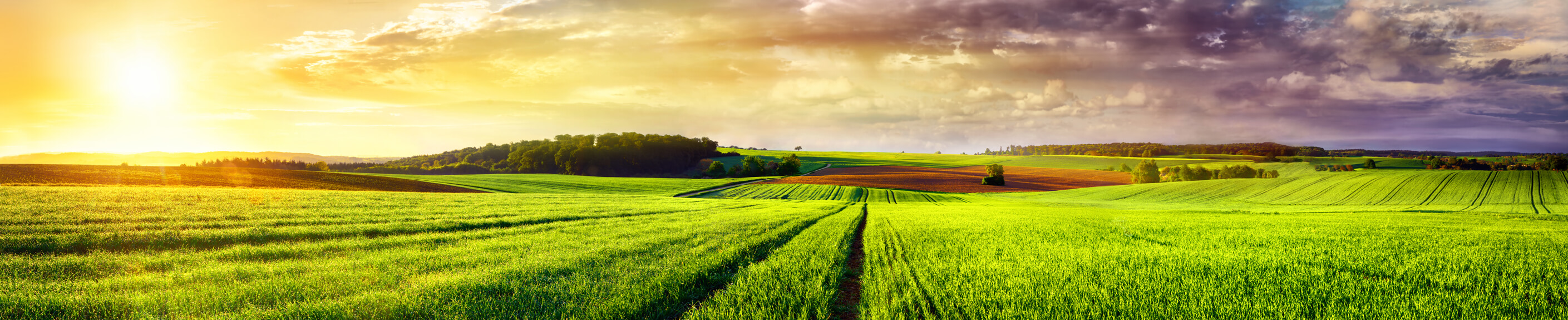 Beautiful panoramic field - healthy planet